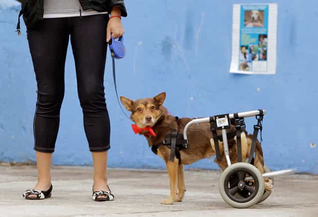 A disabled dog named Christmas, during a charity event in Minsk, Belarus, on August 11, 2012. The Public Association for Animal Protection [EGIDA] organized an event to match homeless dogs and cats to prospective new owners in the Belarusian capital on Saturday. (Photo by Vasily Fedosenko/Reuters)