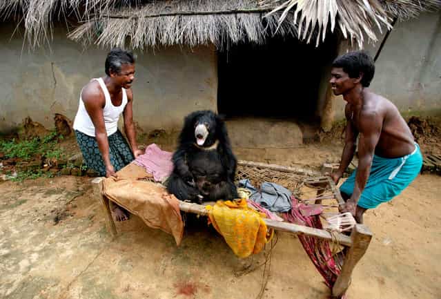 Indian villagers move Buddu, a one and a half-year-old sloth bear at Juli Kisan family's home in Lakhapada, India, on August 16, 2012. The wild bear, which was rescued from the family by wildlife officials, wandered into the village while following a herd of goats and had lived with the family ever since. (Photo by Biswaranjan Rout/AP Photo)