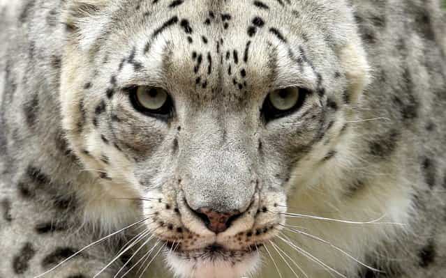 Villy, a male snow leopard, in an enclosure at the zoo in Zurich, Switzerland, on July 11, 2012. (Photo by Arnd Wiegmann/Reuters)