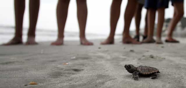 A loggerhead turtle hatchling makes it's way to the surf, as tourists and volunteers look on, at South Litchfield Beach along the coast of South Carolina August 17, 2012. South Carolina United Turtle Enthusiasts (SCUTE), is a group of volunteers dedicated to sea turtle conservation in Georgetown and Horry counties. Turtle volunteers walk the area's beaches along South Carolina's coast daily during the nesting season, looking for signs of turtle activity and keeping tabs on the progress of the endangered species of turtles that lay their eggs along the coast. (Photo by Randall Hill/Reuters)