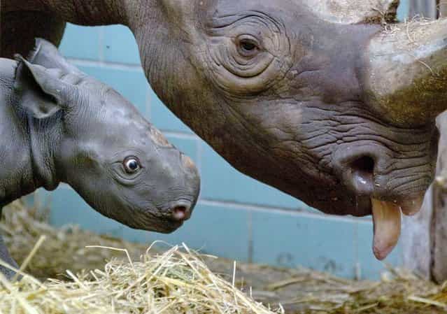 Four-day-old female black rhinoceros calf [Akili] stands next to her mother in their enclosure at the Zoo in Berlin, Germany, on August 10, 2012. (Photo by Gero Breloer/AP)