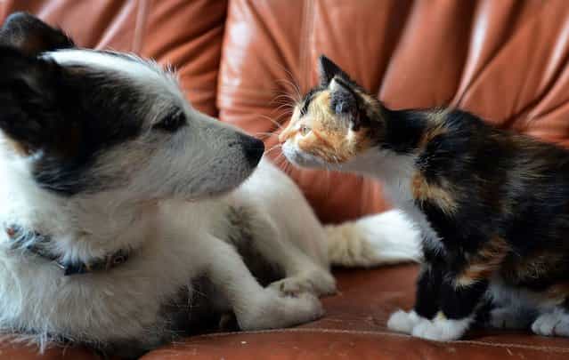 Dog Nikon and cat Zoia check each other out on in Warsaw, Poland on August 18, 2012. (Photo by Janek Skarzynski/AFP)