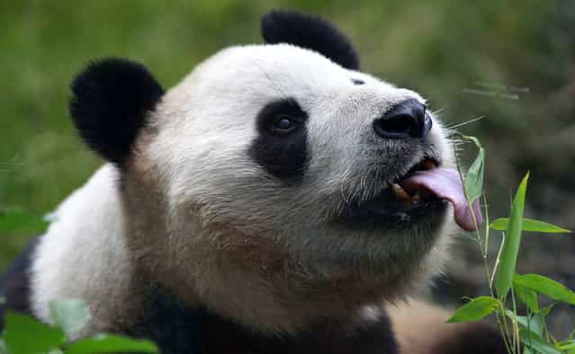 Yang Guang, a male giant panda, licks honey from a bamboo stem during a media event for his ninth birthday celebrations in his enclosure at Edinburgh Zoo in Edinburgh, Scotland August 14, 2012. Yang Guang's partner Tian Tian celebrates her ninth birthday on August 24. The pair are on a long term loan to the Zoo from China. (Photo by David Moir/Reuters)