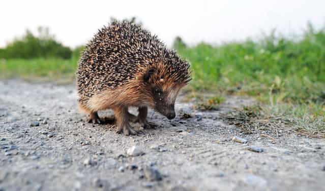 A hedgehog sits on a track near Hanover-Wuelferode, central Germany, on August 12, 2012. To protect their body, hedgehogs have around 5,000 spines on average. (Photo by Julian Stratenschulte/AFP)