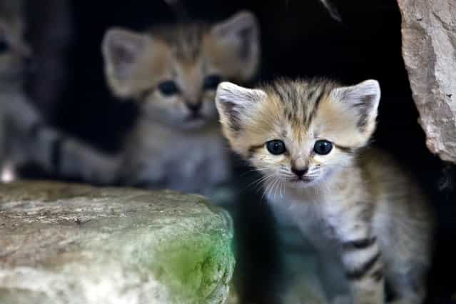 A sand kitten sits at her enclosure at the Ramat Gan Safari near Tel Aviv August 14, 2012. Four sand kittens, considered extinct in Israel, were born 3 weeks ago at the safari park, an open-air zoo, a statement from the safari said. (Photo by Nir Elias/Reuters)