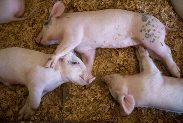 Piglets take a nap in the swine barn at the Douglas County Fair in Roseburg, Ore., on Thursday, August 9, 2012. The rural southwestern Oregon community each year hosts a typical American county fair with carnival rides, 4-H animals, and blue ribbon winning vegetables. (Photo by Robin Loznak/msnbc.com)