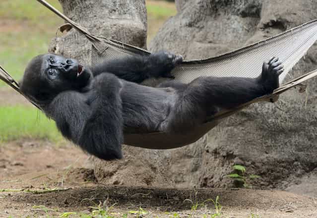 A Western lowland gorilla relaxes in a hammock inside its enclosure at Zoo Atlanta in Atlanta, Georgia, USA, 15 August 2012. Zoo Atlanta exhibits the largest number of gorillas in the US. The animals are critically endangered in the wild. (Photo by Erik S. Lesser/EPA)