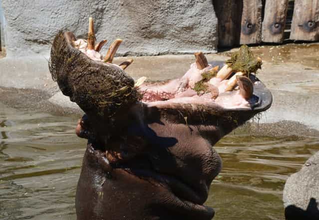 A hippopotamus opens his mouth while cooling off in the water pond of his enclosure at the zoo in Karlsruhe, southern Germany, on August 18, 2012. (Photo by Uli Deck/AFP Photo)