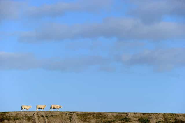Three sheep walk along the North Sea Dike in Dagebuell, northern Germany, on August 27, 2012. (Photo by Carsten Rehder/AFP)