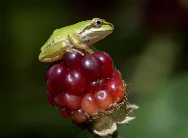 A wild Pacific tree frog perches on an unripe blackberry in Roseburg, Oregon, on August 11, 2012. (Photo by Robin Loznak/msnbc.com)
