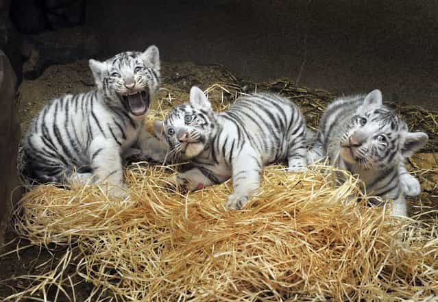 Three white Indian tiger cubs, born on July 1, 2012 in Liberec Zoo, Czech Republic, were vaccinated, weighted and chipped during a veterinary examination on Wednesday, August 22, 2012. Two of them are male, one is female, the vet found out. The female cub weighs approximately 6,3 kilos, the males weigh around 6,9 kilograms each. (Photo by Radek Petrasek/AP Photo/CTK)