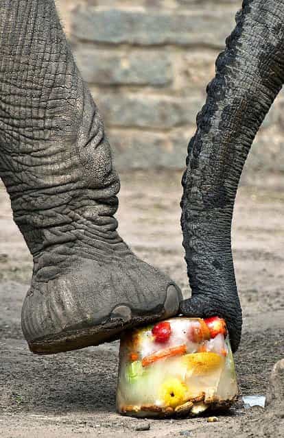 An African elephant struggles with an ice treat, composed of a frozen mix of fruits and vegetables during a heat wave at the zoo in Erfurt, Germany on August 20, 2012. (Photo by Jens Meyer/Associated Press)