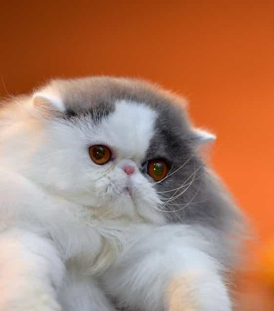 Top 10 Pedigreed Cat Breeds in America. No. 2: Persian. The glamorous Persian was the second most popular pedigreed cat breed in America last year вЂ[ and for good reason. He's gentle, quiet and expressive. Plus, just look at that face! His lush coat requires a good deal of grooming, but owners are quick to point out that it's a worthy sacrifice. (Photo by Tersn)