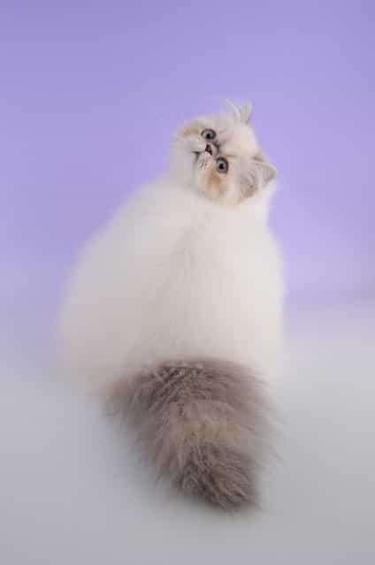 Top 10 Pedigreed Cat Breeds in America. No. 6: Himalayan. The Himalayan is a colorpoint version of the Persian, created by crossing Persians and Siamese, but some registries consider the Himalayan a stand-alone breed. The Himmy, who nabs the No. 6 spot, is the total package: He has the Persian's sedate personality and the inquisitive nature of a Siamese. (Photo by Barry Newcombe)
