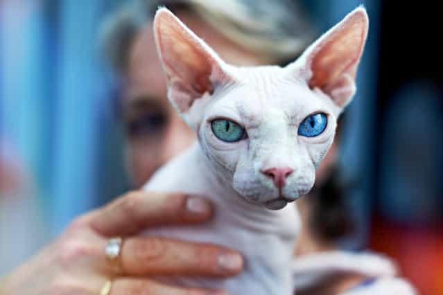 Top 10 Pedigreed Cat Breeds in America. No. 10: Sphynx. A suede-like coat is the sphynx's most unmistakable feature, but he's also curious, smart and a clown who craves applause for his antics. In fact, he loves attention so much that you may want to consider getting him a fellow sphynx playmate. (Photo by Quentin Descotte)