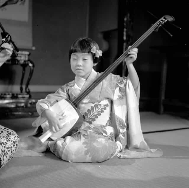 A young girl wearing a typical Japanese Geisha kimono sits playing the [Samisen], a traditional Japanese string instrument, circa 1950. (Photo by Evans/Three Lions)