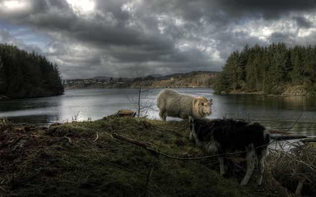 Goats at Bukkøy – Karmøy. (Photo by Geir Akselsen)