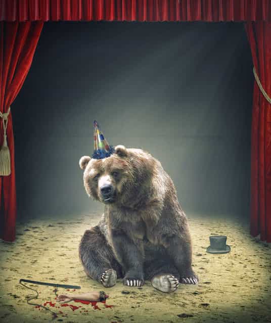 Bear Interrupted. (Photo by Geir Akselsen)