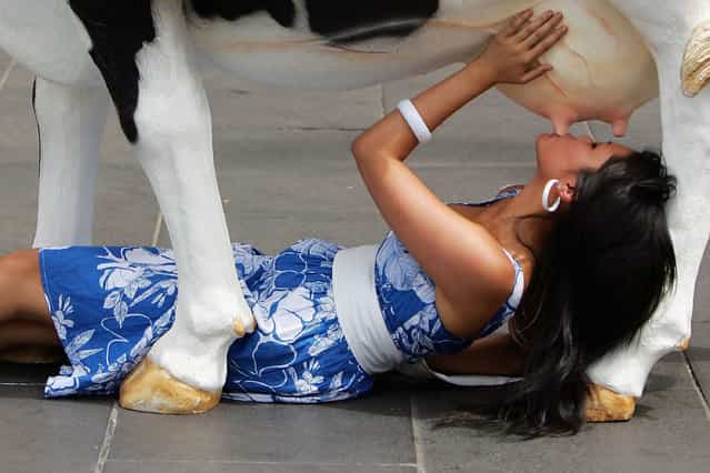 An activist sucks on the teats of [Freeda the Cow] as part of Animal Liberation Victoria's [Milk Sucks] campaign launch on February 9, 2007 in Melbourne, Australia. The Demonstration is aimed at increasing the general awareness of how environmentally damaging dairy farming is, and how it affects the animals themselves. (Photo by Kristian Dowling)