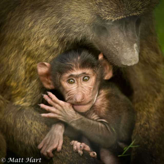 A baby baboon sucks his thumb while in the arms of his mother. The scene was caught on camera by Matthew Hart during a trip to Knowsley Safari Park, in Prescot, Merseyside. (Photo by Matthew Hart)