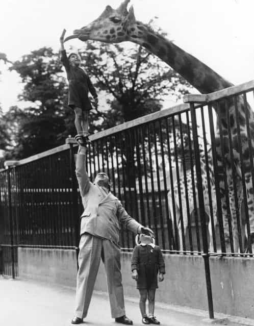 Circus strongman Paul Remos and his six and seven year old sons, who all appear in the revue Wonderful World, feeding a giraffe at London Zoo, circa 1950. (Photo by General Photographic Agency)