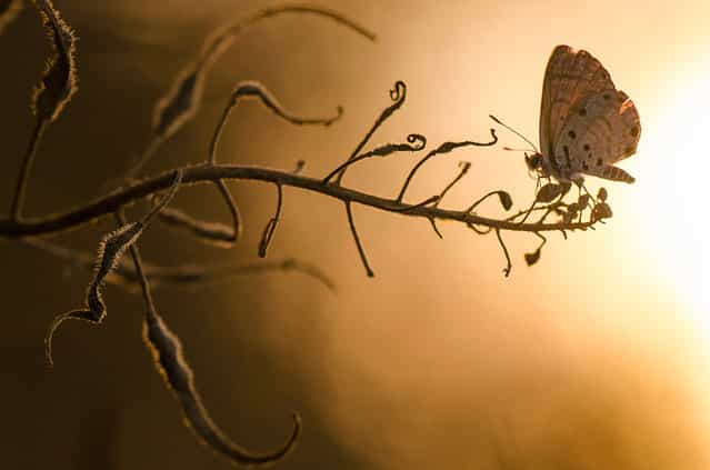 Butterfly at sunset: Photographer Toni Guetta submitted this macro shot of a butterfly with the sunset in the background near Hod ha'sharon, Israel. (Photo by Toni Guetta/National Geographic Photo Contest