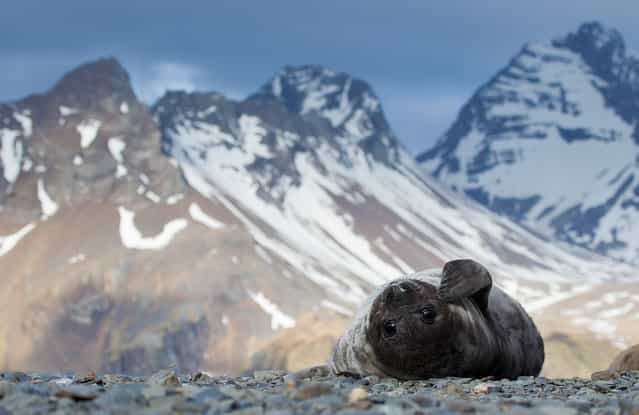 Baby seal: a baby elephant seal relaxes on a South Georgia beach. (Photo by Ondrej Zaruba/National Geographic Photo Contest
