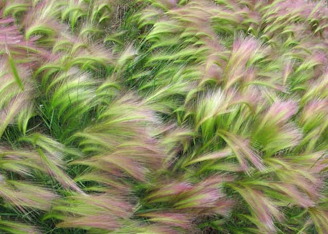 Wind Swept Foxtail Barley: My wife and I traveled by RV to Alaska during July and August 2012 to celebrate our 50th wedding anniversary. To define the natural beauty there one word comes to mind – [Majestic]. An awesome trip with thousands of images. This image in particular stood out from all the rest. We spent about a week in Chicken, Alaska where the foxtail barley was growing everywhere. I must have taken 50 images of the barley but this one best conveyed the wave and flowing nature of the subject and the simple beauty I experienced while photographing them. (Photo by Jim Cottingham/National Geographic Photo Contest