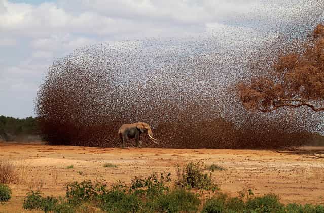 Chaos: A huge flock of Red-billed Queleas flies in to drink at the same time as an African Elephant in Tsavo National Park, Kenya. (Photo by Antero Topp/National Geographic Photo Contest