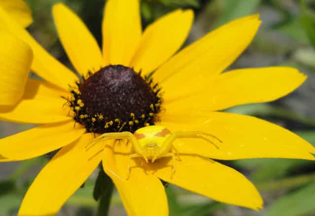 Yellow Spider on a Yellow Flower: I sat down to watch our children play in the lake and this colorful one found me sitting beside her. Photo taken in Dorset, Ontario, Canada. (Photo by Jeremy Crawford/National Geographic Photo Contest