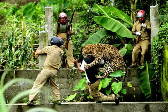 Man and Animal Conflict: A Leopard attacks a forest department employee, after the man threw a stone toward the leopard in an abandoned construction site in Limbu Village in Siliguri in West Bengal, India. (Photo by Salil Bera/National Geographic Photo Contest
