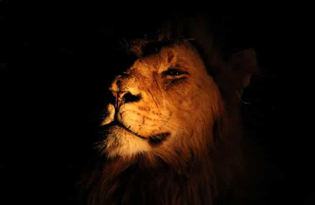 King: Spotted this male lion while on safari in Kruger National Park in South Africa. His disdain for the light clearly shows his imperiousness for those around him. (Photo by Michaela May/National Geographic Photo Contest