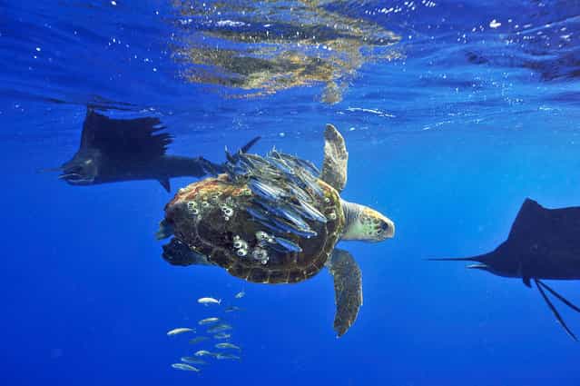 Baitfish Skillfully Use Sea Turtle as Cover: Off of Isla Mujeres, Mexico, sailfish were circling as baitfish used a sea turtle as cover. The sailfish successfully attempted on several occasions to slap the baitfish with their bills (with surgical precision) to disorient them and have a quick snack before the turtle dove deep to escape the carnage. (Photo by Scott Belt/National Geographic Photo Contest