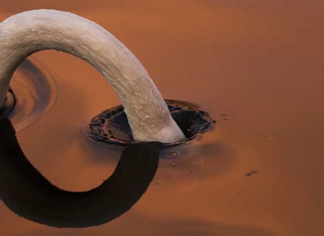 Swan Dive: A swan feeds at sunset. (Photo by Mark Bates/National Geographic Photo Contest