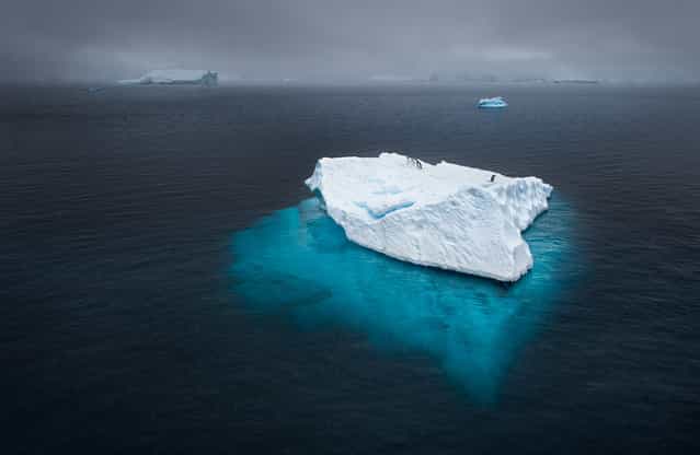 Adrift: Penguins adrift on iceberg during a heavy snow storm in Antarctica. (Photo by Joshua Holko/National Geographic Photo Contest