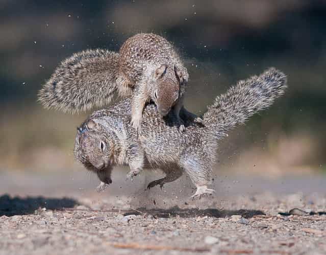 Jump: Two squirrels were playing in the warm afternoon in the Penitencia Creek County Park in San Jose, California. (Photo by Chih-Hung Kao/National Geographic Photo Contest
