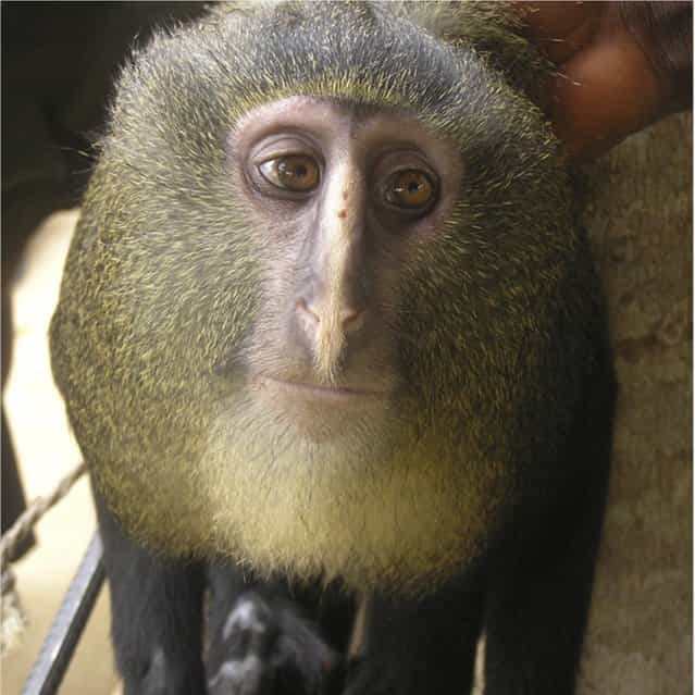 A new species of monkey found in the Democratic Republic of the Congo and identified as Lesula (Cercopithecus lomamiensis) is seen in this undated photograph from an article published September 12, 2012 in the science journal PLOS One. The monkey was first seen in 2007 by researchers John and Terese Hart of the Peabody Museum of Natural History at Yale Research Project. The finding of C. lomamiensis represents only the second new species of African monkey to be discovered in the past 28 years, according to the research article. (Photo by Hart J. A., Detwiler K. M., Gilbert C. C./Reuters)