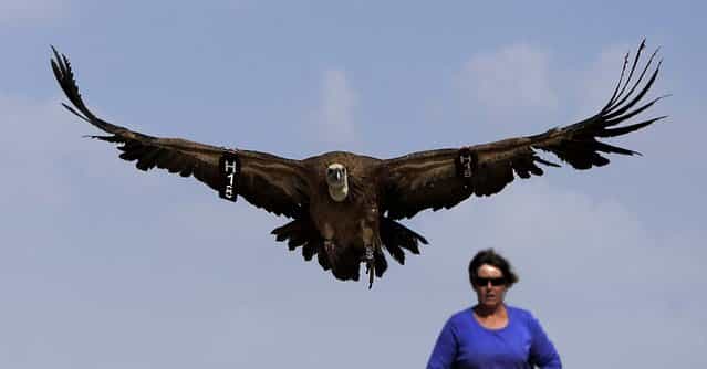 A woman watches a released eagle in the southern Negev Desert near Kibbutz Sde Boker on September 10, 2012. The Society for the Protection of Nature in Israel trapped 96 eagles in the past days and released them after the birds underwent examination, and each has received a number and a ring. (Photo by Tsafrir Abayov/Associated Press)