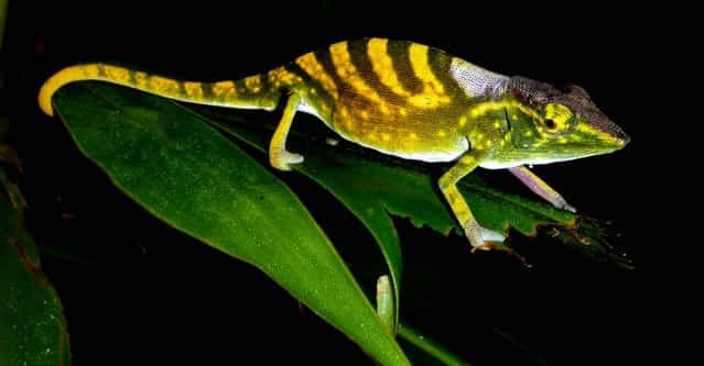 International conservation groups have issued a list of the earth's 100 most threatened animals, plants and fungi on September 11, 2012, among them the Tarzan's chameleon, and say urgent action is needed to protect them. The groups identified the species, which live in 48 countries, in a report presented to a global conservation forum on the southern South Korean island of Jeju. (Photo by Frank Gaw/The Zoological Society of London)