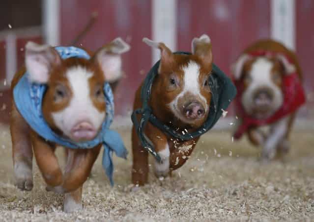 Pigs race at the Los Angeles County Fair in Pomona, Calif., on September 5, 2012. (Photo by Lucy Nicholson/Reuters)