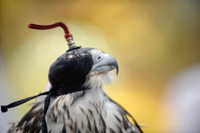 A hooded hunting falcon is seen during the first day of the Abu Dhabi International Hunting and Equestrian exhibition in Abu Dhabi, September 5, 2012. The 10th Abu Dhabi International Hunting and Equestrian Exhibition features several festivities and live performances such as equestrian shows, falcon & saluki beauty contests, camel auctions, art competitions and traditional hunting activities. (Photo by Ben Job/Reuters)