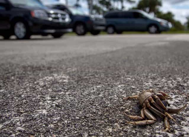 A crab carcass is one of many tha line Kanner Highway in Stuart on September 11, 2012. (Photo by Thomas Cordy/The Palm Beach Post)