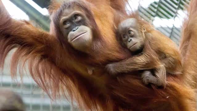 Malou, a male Sumatran orangutan, clings on tightly to his mother, Cahaya, as he makes his public debut in the Zurich Zoo, on September 19, 2012. (Photo by Alessandro Della Bella/EPA)