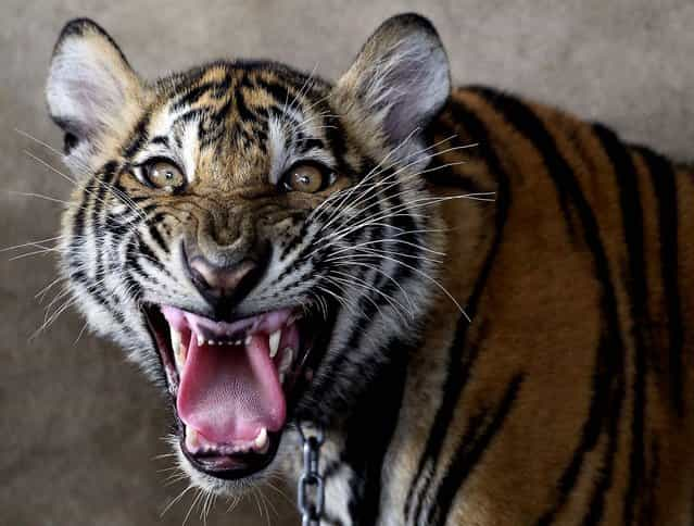 A juvenile tiger roars in a caged compound on the rooftop of an apartment building in Pathum Thani province, central Thailand on September11, 2012. A Thai man has been arrested and accused of illegally raising six tigers on top of the apartment building on Bangkok's outskirts after police busted a larger tiger-trafficking ring in the country. (Photo by Apichart Weerawong/Associated Press)