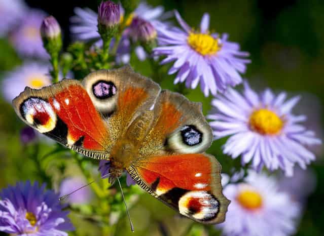 A European peacock butterfly (Inachis io) unfolds its wings in the sun on a blossom in a garden in Frankfurt an der Oder, eastern Germany, on September 20, 2012. (Photo by Patrick Pleul/AFP)