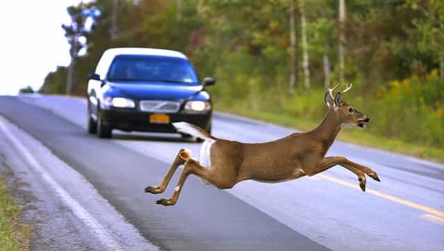 A motorist brakes to stop as a buck leaps across Mill Road in East Aurora, New York, on September 23, 2012. (Photo by Robert Kirkham/Buffalo News)