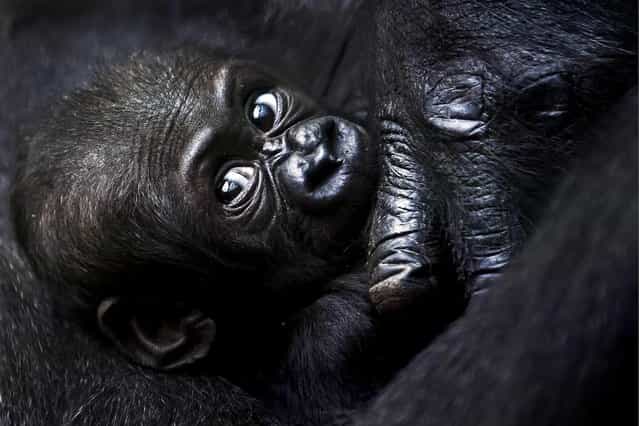 Mawimbi, a western lowland gorilla cub, lies in the arm of its mother Mamitu in the Zoo of Zurich, Switzerland, on September 19, 2012. (Photo by Alessandro Della Bella/Associated Press)
