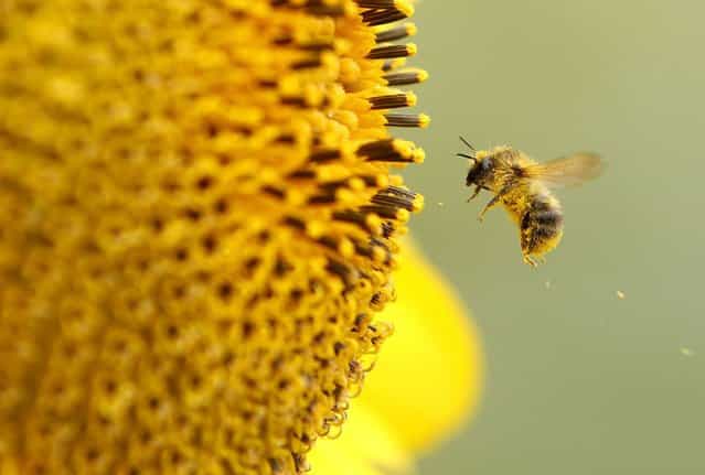 A bee collects pollen from a sunflower on September 6, 2012 in Neufeld, Germany. (Photo by Roland Weirauch/AFP)