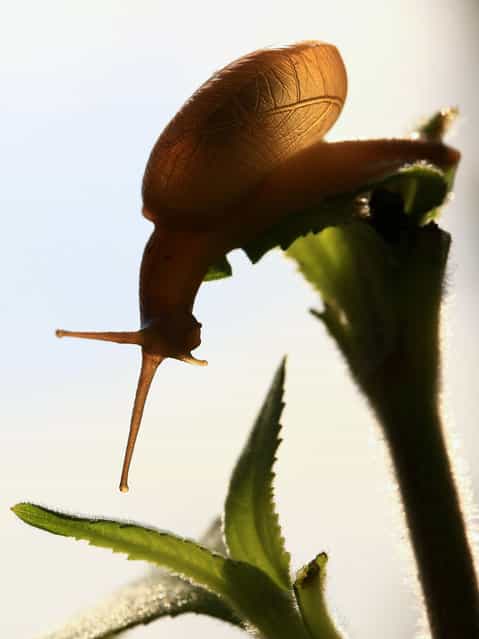 A snail is pictured at a garden in Kathmandu, Nepal, on September 8, 2012. (Photo by Prakash Mathema/AFP)