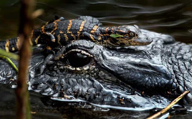 A baby alligator rests on its mother's head at the Loxahatchee Wildlife Refuge. (Photo by Allen Eyestone/The Palm Beach Post)
